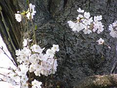 cblossom53