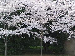 cblossom57