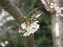 cblossom58