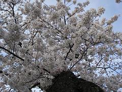 cblossom62