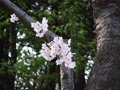 cblossom63