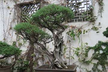 SuzhouGarden (64)