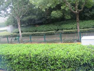 ShanghaiCity (50)