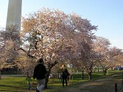 CBLOSSOM09a03