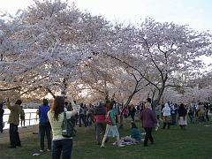 CBLOSSOM09a105