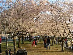 CBLOSSOM09a14
