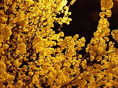 CBLOSSOM09a163