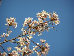 CBLOSSOM09a25