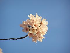 CBLOSSOM09a32