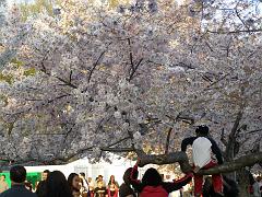 CBLOSSOM09a63