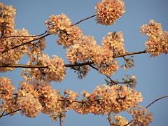 CBLOSSOM09a68