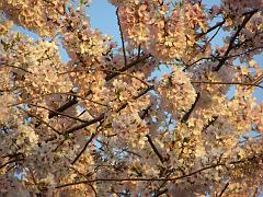 CBLOSSOM09a71